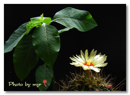 月宮殿怎么養(yǎng)？月宮殿介紹?月宮殿圖片？【圖】