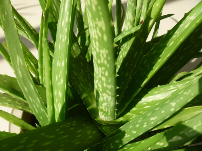 中國(guó)蘆薈的養(yǎng)殖方法？中華蘆薈與庫(kù)拉索蘆薈的區(qū)別？【圖】