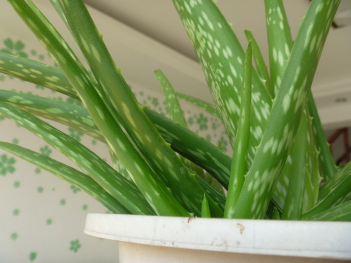 中國(guó)蘆薈的養(yǎng)殖方法？中華蘆薈與庫(kù)拉索蘆薈的區(qū)別？【圖】