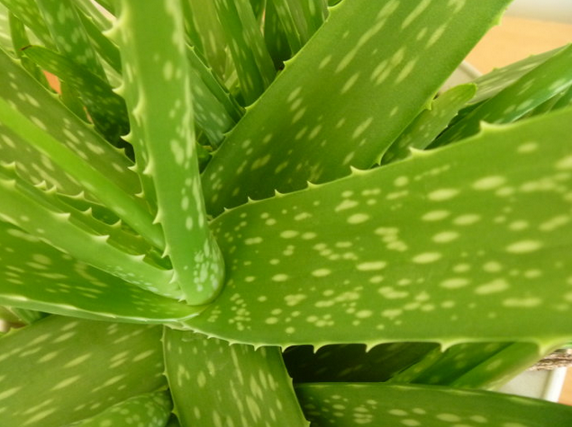 中國(guó)蘆薈的養(yǎng)殖方法？中華蘆薈與庫(kù)拉索蘆薈的區(qū)別？【圖】