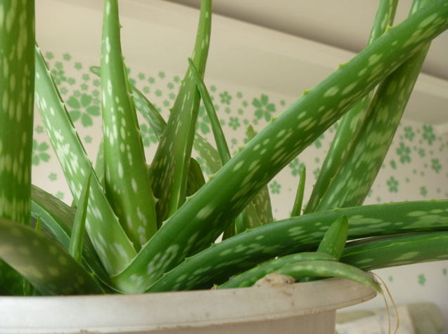 中國(guó)蘆薈的養(yǎng)殖方法？中華蘆薈與庫(kù)拉索蘆薈的區(qū)別？【圖】