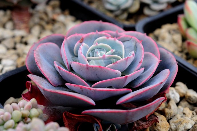 紅粉臺閣的養(yǎng)殖方法？紅粉臺閣和藍(lán)粉臺閣的區(qū)別？【圖】