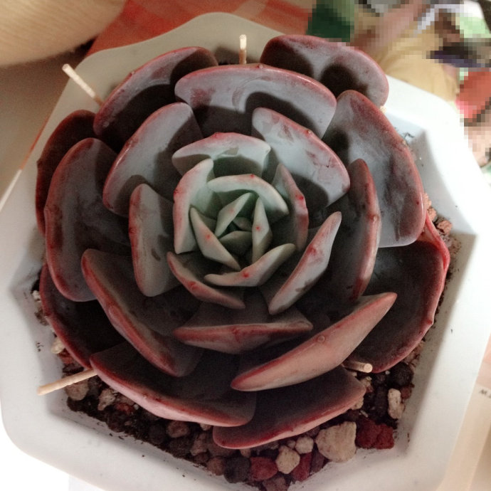 紅粉臺閣的養(yǎng)殖方法？紅粉臺閣和藍(lán)粉臺閣的區(qū)別？【圖】