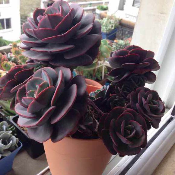 紅粉臺閣的養(yǎng)殖方法？紅粉臺閣和藍(lán)粉臺閣的區(qū)別？【圖】