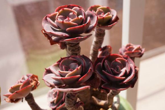 紅粉臺閣的養(yǎng)殖方法？紅粉臺閣和藍(lán)粉臺閣的區(qū)別？【圖】