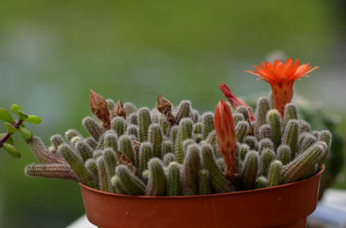 鼠尾掌的養(yǎng)殖方法？鼠尾掌什么條件下開花？【圖】