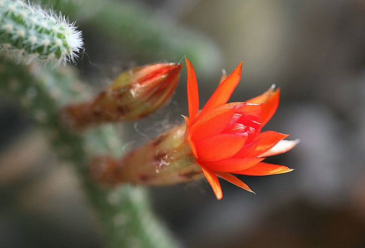 鼠尾掌的養(yǎng)殖方法？鼠尾掌什么條件下開花？【圖】