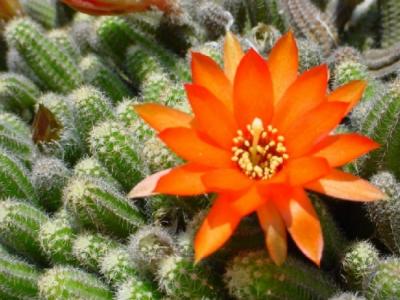 鼠尾掌的養(yǎng)殖方法？鼠尾掌什么條件下開花？【圖】