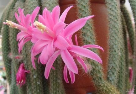 鼠尾掌的養(yǎng)殖方法？鼠尾掌什么條件下開花？【圖】