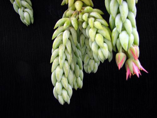 翡翠景天怎么養(yǎng)？翡翠景天的養(yǎng)殖方法？【圖】