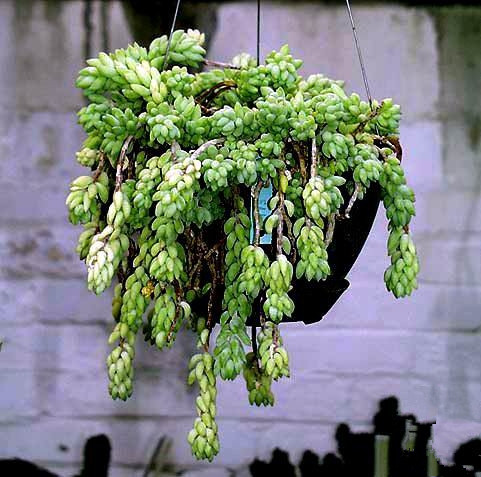 翡翠景天怎么養(yǎng)？翡翠景天的養(yǎng)殖方法？【圖】