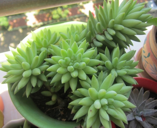 翡翠景天怎么養(yǎng)？翡翠景天的養(yǎng)殖方法？【圖】