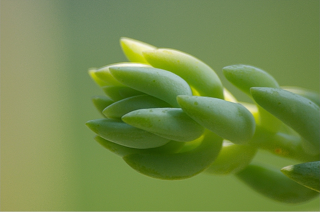 翡翠景天怎么養(yǎng)？翡翠景天的養(yǎng)殖方法？【圖】