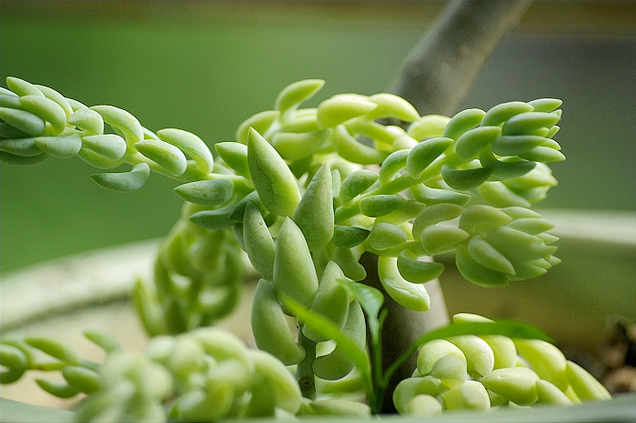 翡翠景天怎么養(yǎng)？翡翠景天的養(yǎng)殖方法？【圖】