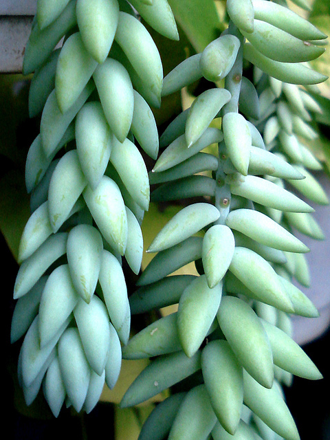 翡翠景天怎么養(yǎng)？翡翠景天的養(yǎng)殖方法？【圖】