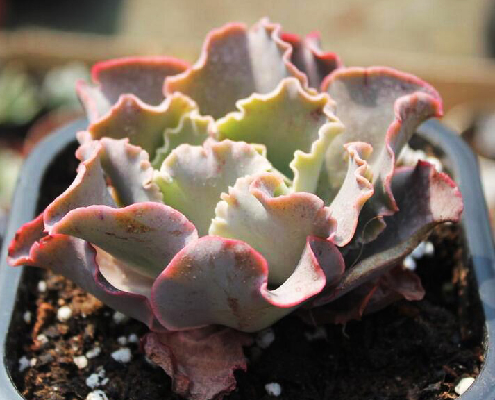 高砂之翁怎么養(yǎng)？高砂之翁怎么澆水？【圖】