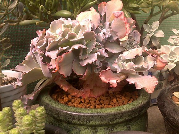 高砂之翁怎么養(yǎng)？高砂之翁怎么澆水？【圖】