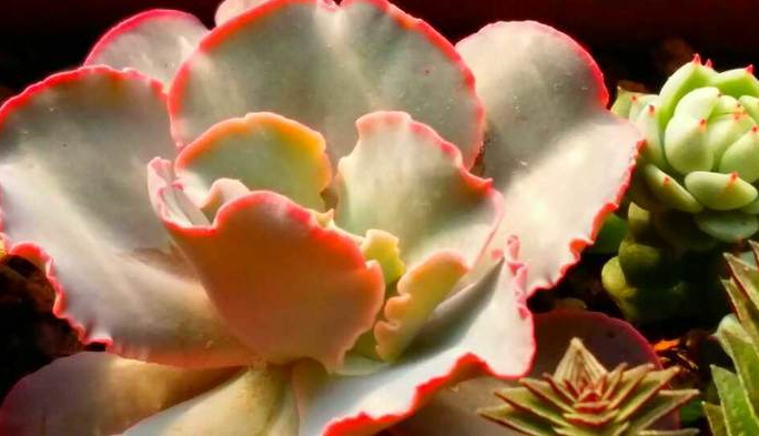 高砂之翁怎么養(yǎng)？高砂之翁怎么澆水？【圖】