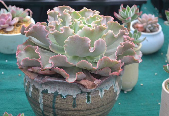 高砂之翁怎么養(yǎng)？高砂之翁怎么澆水？【圖】