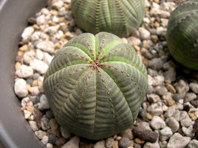 布紋球怎么養(yǎng)？布紋球怎么澆水？【圖】