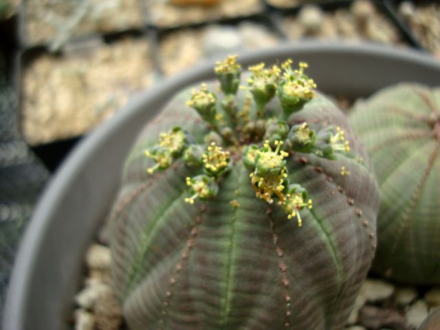 布紋球怎么養(yǎng)？布紋球怎么澆水？【圖】