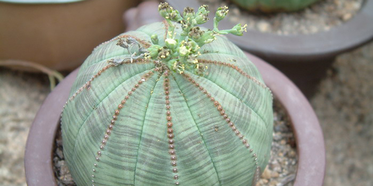 布紋球怎么養(yǎng)？布紋球怎么澆水？【圖】