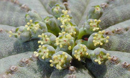 布紋球怎么養(yǎng)？布紋球怎么澆水？【圖】