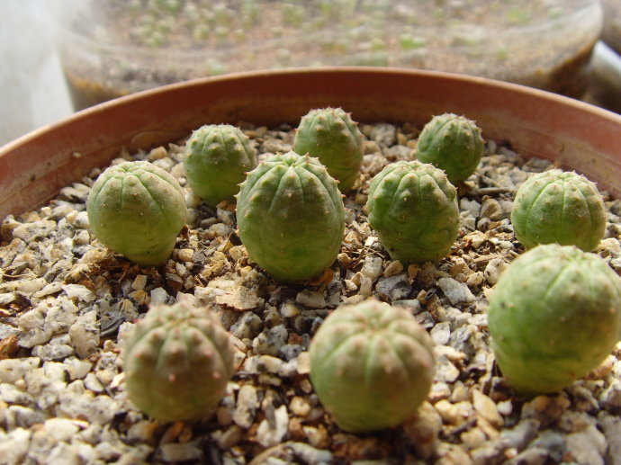 布紋球怎么養(yǎng)？布紋球怎么澆水？【圖】