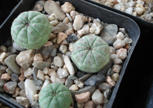 布紋球怎么養(yǎng)？布紋球怎么澆水？【圖】