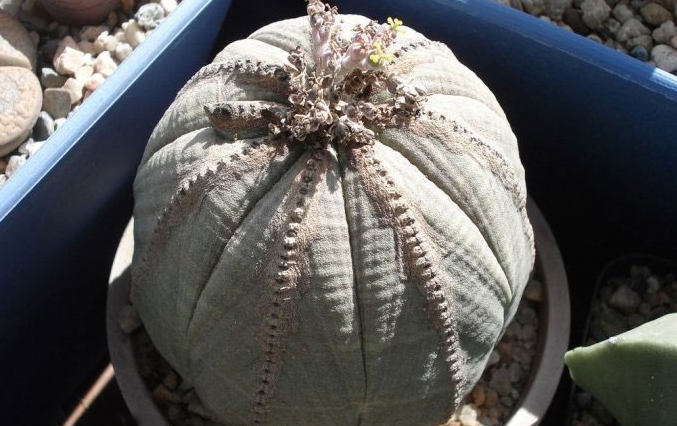 布紋球怎么養(yǎng)？布紋球怎么澆水？【圖】