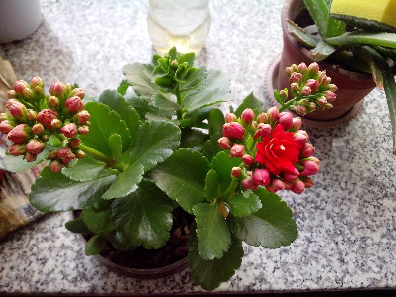 伽藍菜怎么養(yǎng)？伽藍菜功效與作用？【圖】