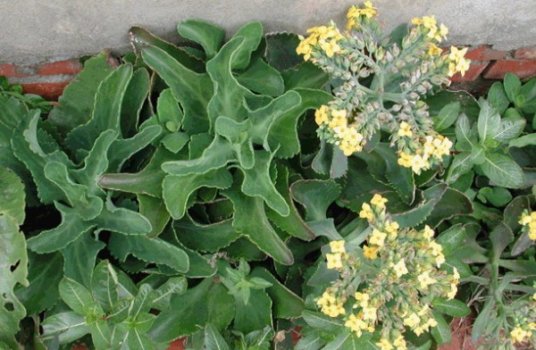 伽藍菜怎么養(yǎng)？伽藍菜功效與作用？【圖】