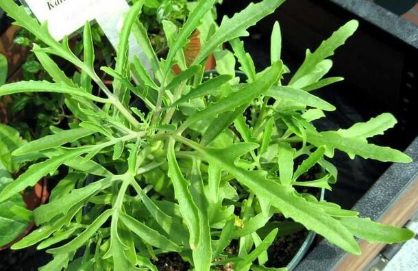 伽藍菜怎么養(yǎng)？伽藍菜功效與作用？【圖】