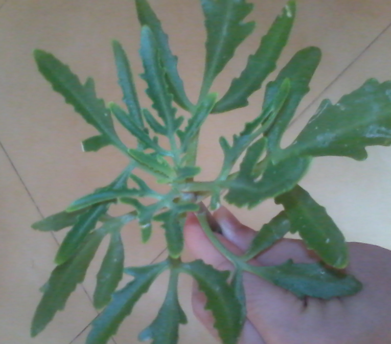 伽藍菜怎么養(yǎng)？伽藍菜功效與作用？【圖】