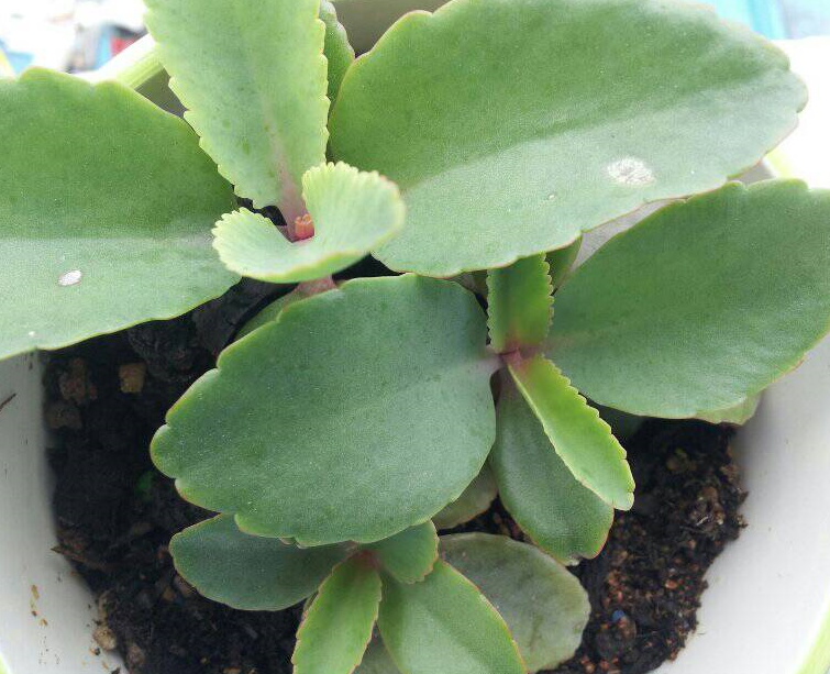 伽藍菜怎么養(yǎng)？伽藍菜功效與作用？【圖】