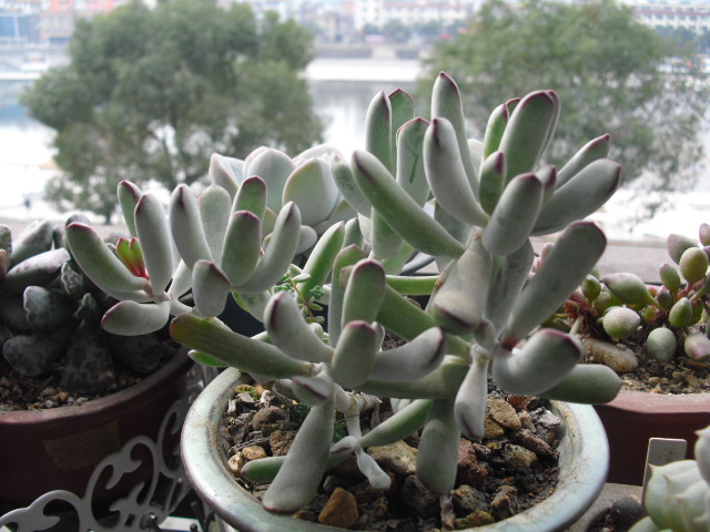 多肉植物福娘的養(yǎng)殖方法？福娘怎么養(yǎng)？福娘圖鑒？【圖】