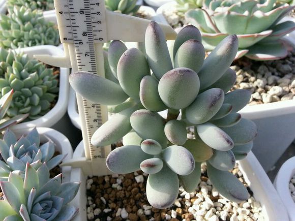 多肉植物福娘的養(yǎng)殖方法？福娘怎么養(yǎng)？福娘圖鑒？【圖】