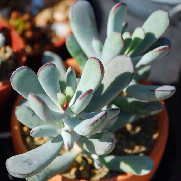 多肉植物福娘的養(yǎng)殖方法？福娘怎么養(yǎng)？福娘圖鑒？【圖】