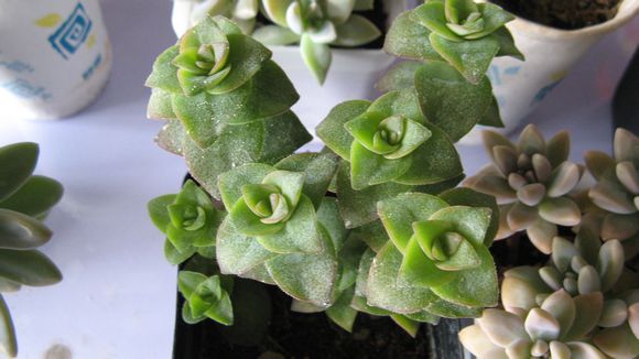 星王子的養(yǎng)殖方法？星王子和錢串的區(qū)別？【圖】