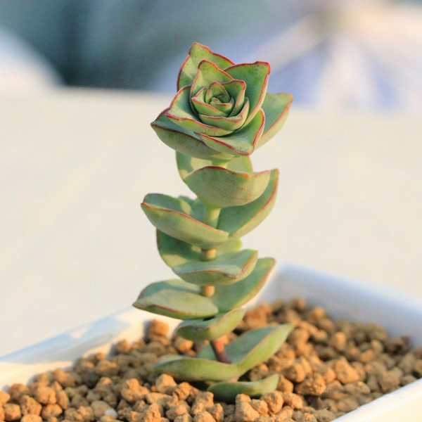 星王子的養(yǎng)殖方法？星王子和錢串的區(qū)別？【圖】