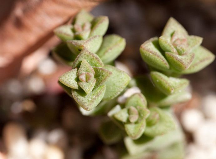 星王子的養(yǎng)殖方法？星王子和錢串的區(qū)別？【圖】