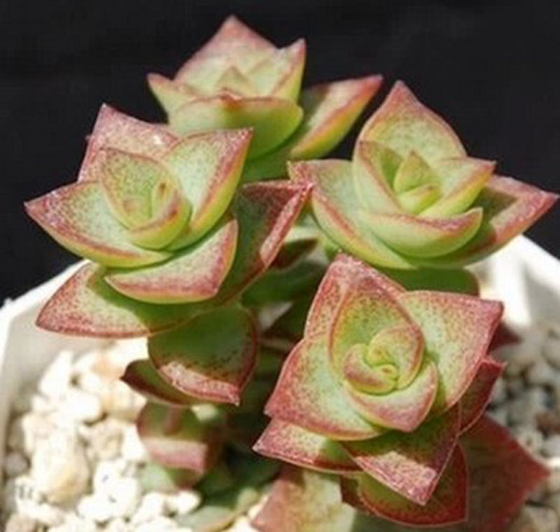 星王子的養(yǎng)殖方法？星王子和錢串的區(qū)別？【圖】