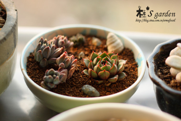 小和錦的養(yǎng)殖方法？小和錦和大和錦的區(qū)別？【圖】