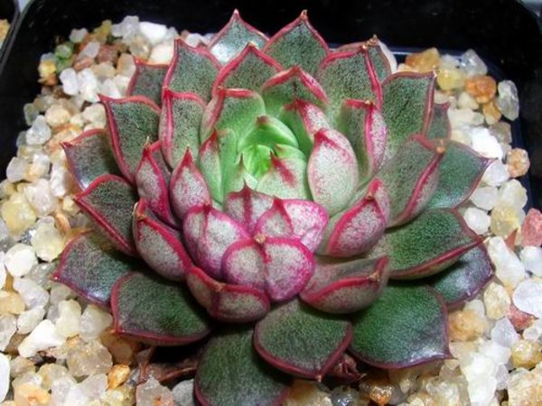 小和錦的養(yǎng)殖方法？小和錦和大和錦的區(qū)別？【圖】