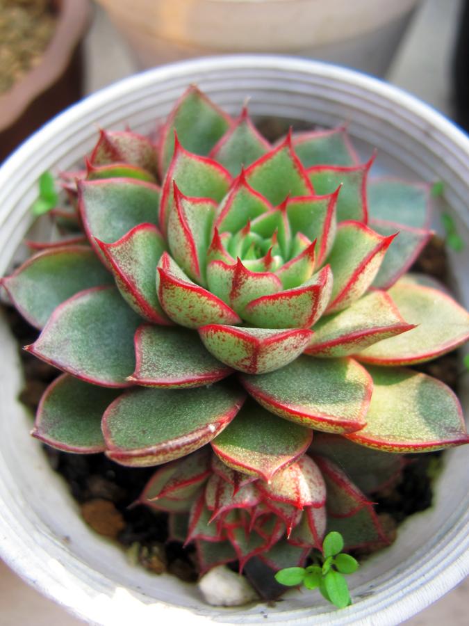 小和錦的養(yǎng)殖方法？小和錦和大和錦的區(qū)別？【圖】