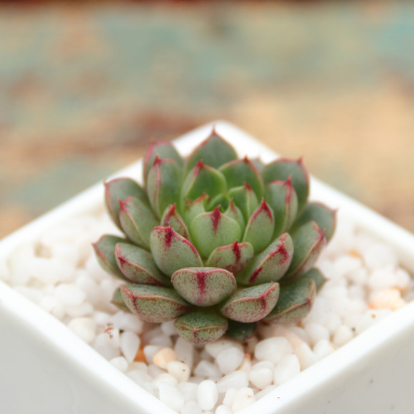 小和錦的養(yǎng)殖方法？小和錦和大和錦的區(qū)別？【圖】