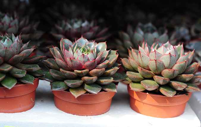 小和錦的養(yǎng)殖方法？小和錦和大和錦的區(qū)別？【圖】