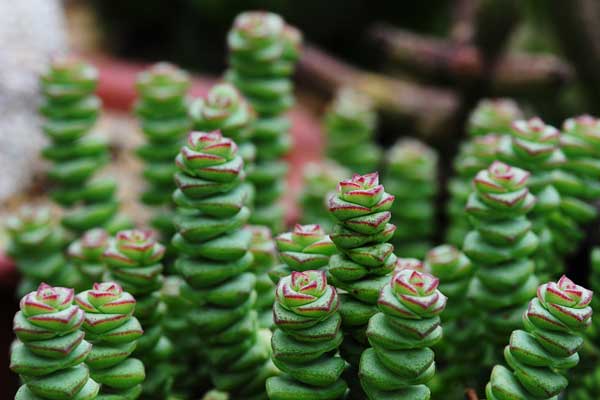 星乙女怎么養(yǎng)?星乙女的養(yǎng)殖方法和注意事項(xiàng)？【圖】