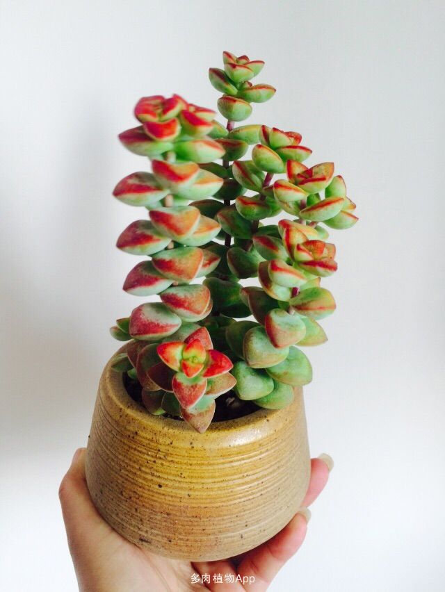 星乙女怎么養(yǎng)?星乙女的養(yǎng)殖方法和注意事項(xiàng)？【圖】