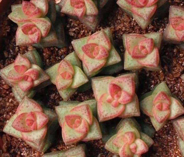 星乙女怎么養(yǎng)?星乙女的養(yǎng)殖方法和注意事項(xiàng)？【圖】